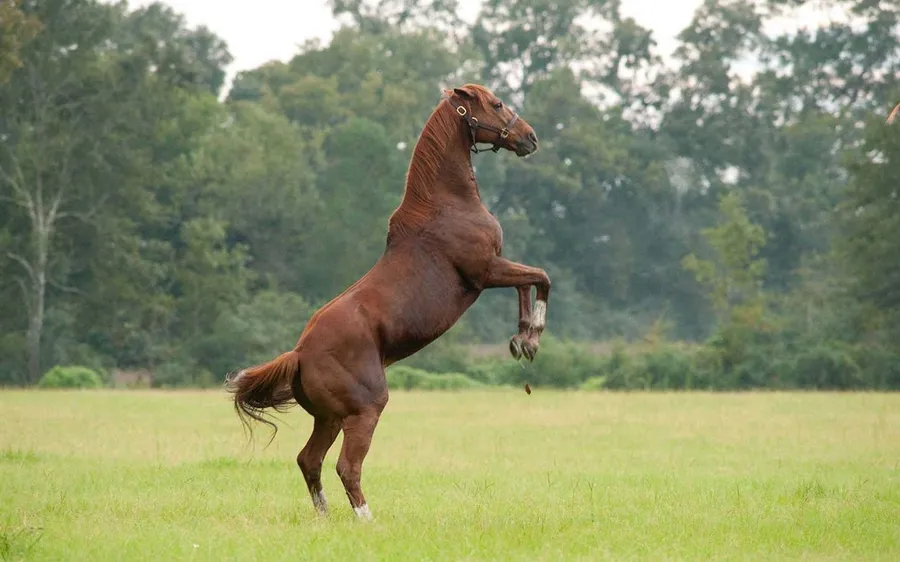 The Art of Naming a Race Horse  